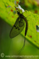 Mayfly